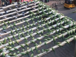 Chennai's parrot hub 
