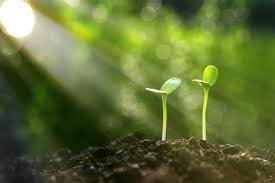 Start nurturing a plant