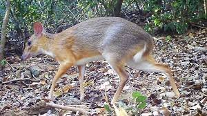 Two-toned mouse-deer species