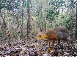 Chevrotain still exists